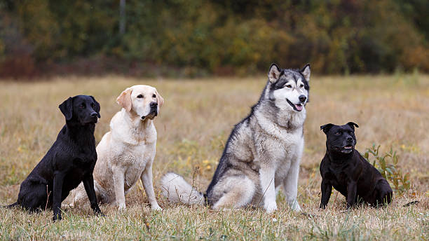Various breeds of dogs sitting on autumn meadow stock photo