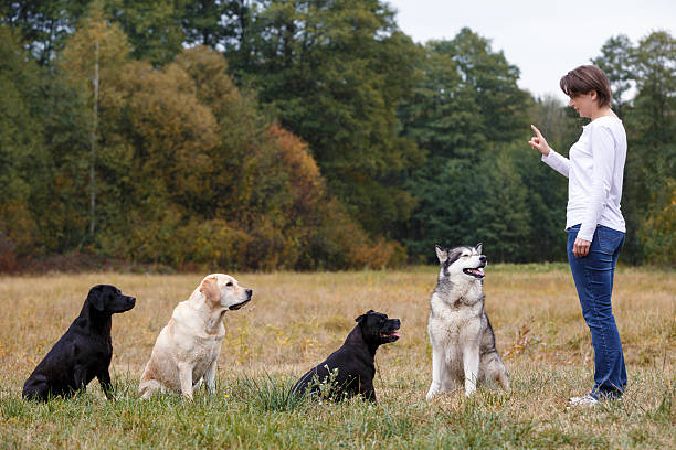 Woman that trains several dogs of various breeds stock photo