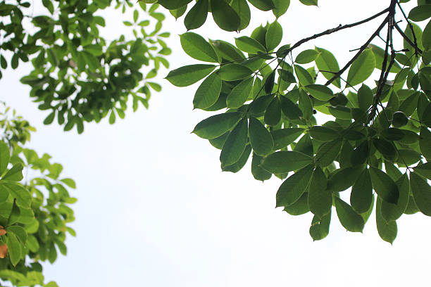 istock branch with fresh green leaves 621121854