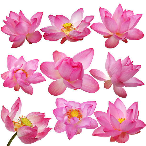 flor de lótus isolado no fundo branco.   - lotus water lily lily pink - fotografias e filmes do acervo