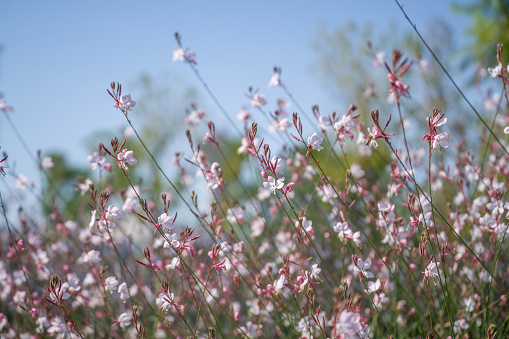 Spring Flower Ping Fleurs De Ping Photos | Télécharger des images gratuites sur Unsplash