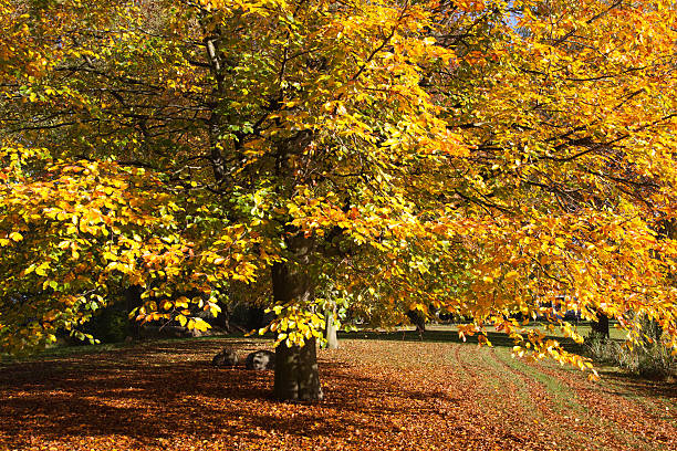 istock autumn in Holland 621123228