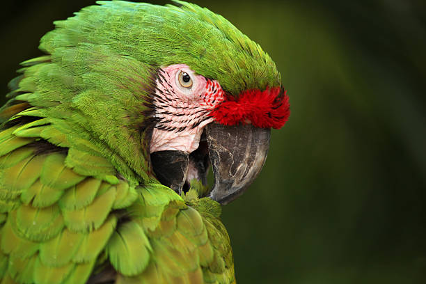 istock Close up of Green Macaw parrot's head, Mexico. 621123682