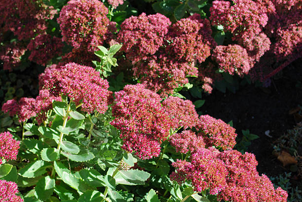 istock Sedum telephium 'Herbstfreude' blossoming. 621124650