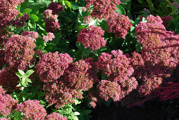 istock Sedum telephium 'Herbstfreude' blossoming. 621124750