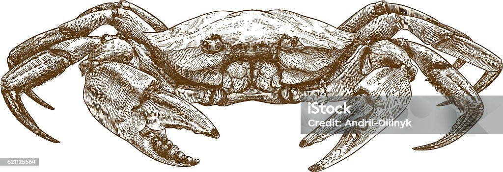 etching illustration of crab Vector engraving illustration of crab isolated on white background Crab stock vector