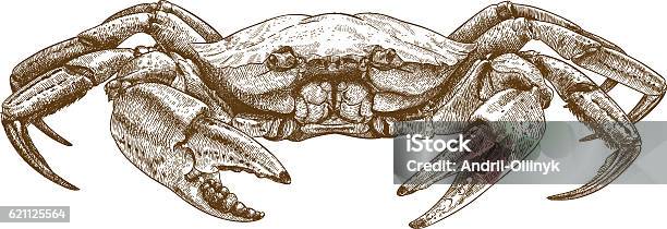 Etching Illustration Of Crab Stock Illustration - Download Image Now - Crab, Crab - Seafood, Claw