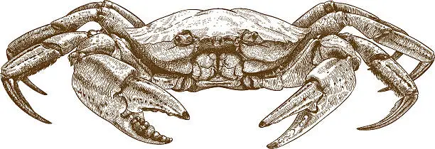 Vector illustration of etching illustration of crab