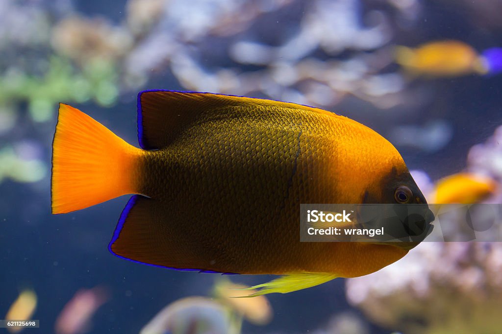Clarion angelfish (Holacanthus clarionensis). Clarion angelfish (Holacanthus clarionensis). Marine fish. Revillagigedos Islands Stock Photo
