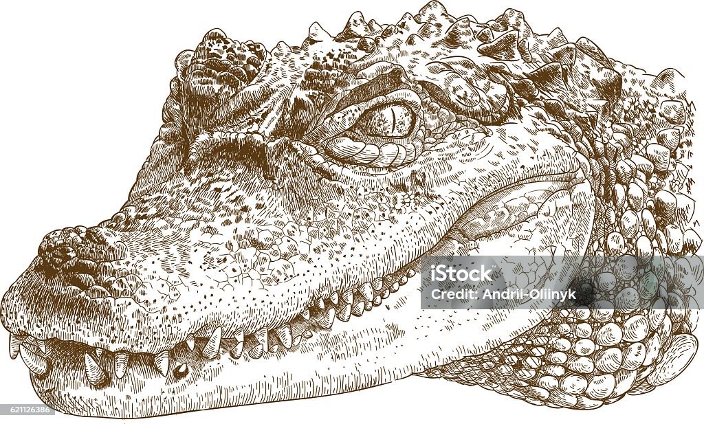 illustration de gravure de la tête de crocodile - clipart vectoriel de Crocodile libre de droits