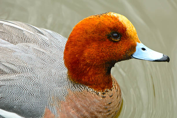 Eurasian wigeon in Kamakura, Japan.