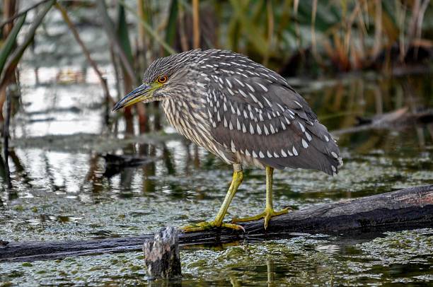 istock Juvenile black crown night heron waiting 621128426