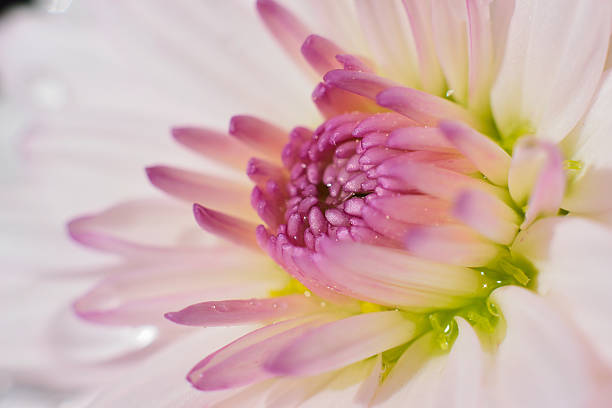 istock Macro background texture of pink flower 621128954