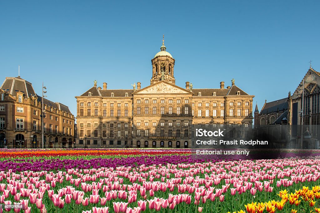 National tulip day at the Dam Square with Royal Palace Amsterdam, Netherlands - May 3, 2016: National tulip day at the Dam Square with the Royal Palace on the background in Amsterdam, Netherlands. Amsterdam Stock Photo