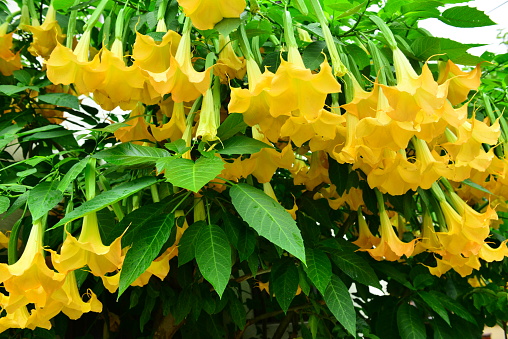 Angel’s Trumpet refers to two types of gorgeous flowers: Brugmansia, a woody perennial with drooping, pendulous and trumpet-shaped flowers that produce a strong fragrance especially in the evening and Datura, a lovely annual with fragrant, upward-facing blooms. The flowers come in a variety of colors of white, pink, orange and yellow.