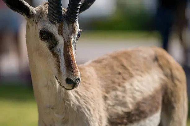 Photo of gazelle With Horns