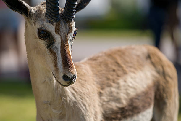 газель с рогами - animal cute animals deer deer herd стоковые фото и изображения