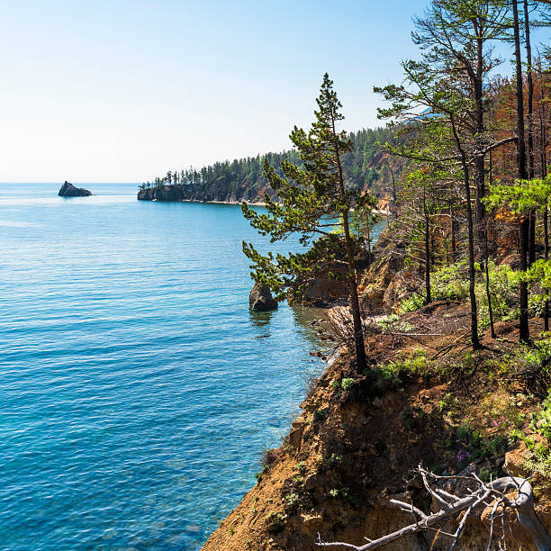 pin au bord de la falaise - waters edge lake beach tree photos et images de collection