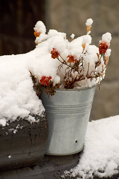 flower in the pot under the snow