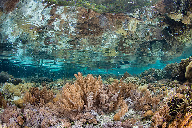 istock Shallow Soft Corals in Raja Ampat 621132694