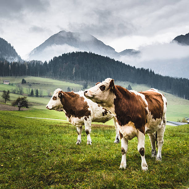 dzikie krowy w alpach na pastwisko - mountain mist fog lake zdjęcia i obrazy z banku zdjęć