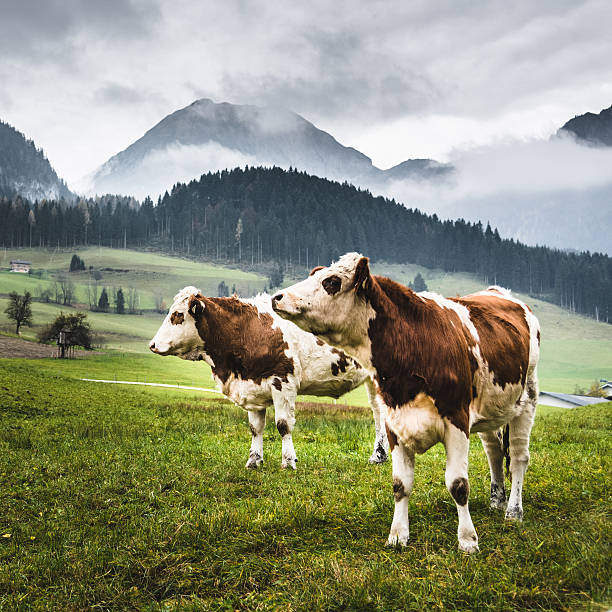 wild cows in the alps for the pasture - austria tirol cloud land imagens e fotografias de stock