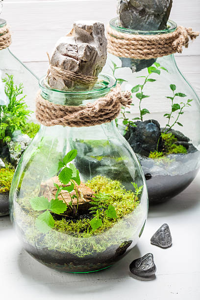 istock Amazing rain forest in a jar as new life concept 621133514