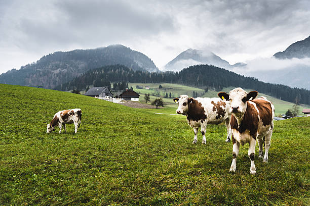 vacas salvajes en los alpes para el pasto - mountain pastures fotografías e imágenes de stock