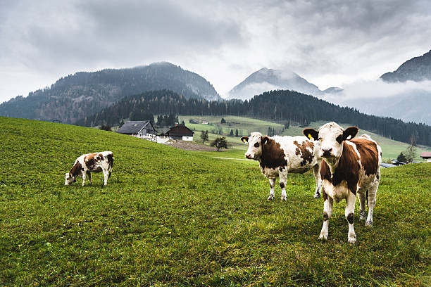 vacas selvagens nos alpes para o pasto - european alps scenics mist tirol - fotografias e filmes do acervo