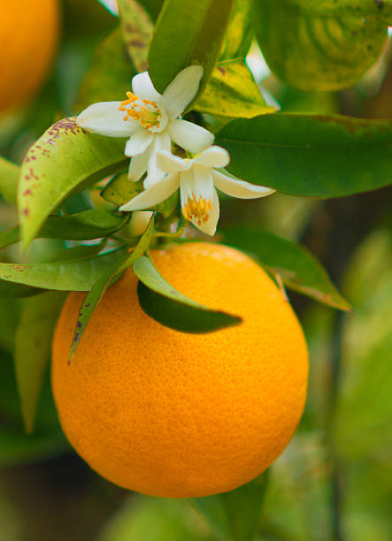 istock Oranges or mandarines with blossoms hanging on tree in Spain 621134118