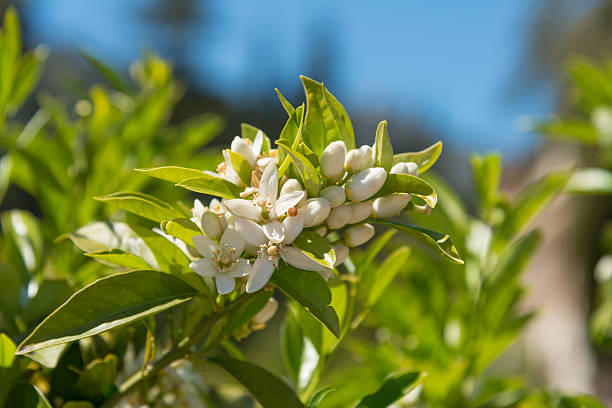 fleur d’oranger sur un arbre au printemps - citrus aurantium - orange blossom orange tree flower photos et images de collection