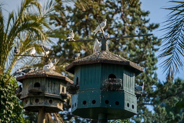 pigeon birdhouse among palm trees