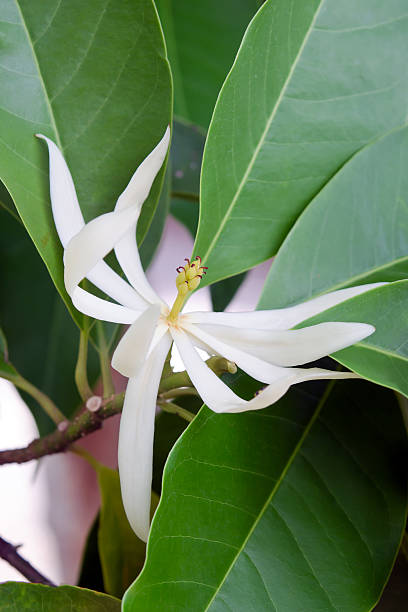 Champaka beautiful and aroma flower on the tree Champaka flower (Also called as Michelia alba champak, Michelia champaca, Magnoliceae hybrid champaka, champak, Magnolia champaka) on the tree with fragrance smell, timber is used for wood working champak stock pictures, royalty-free photos & images