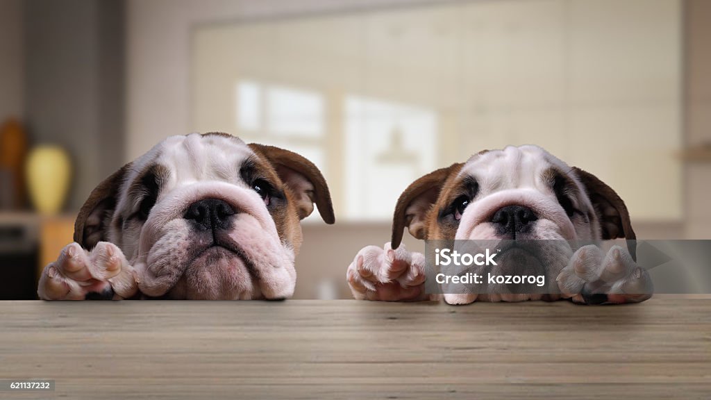 Two dogs, puppies at the table in the kitchen Two dogs, English bulldog puppies at the table in the kitchen Dog Stock Photo