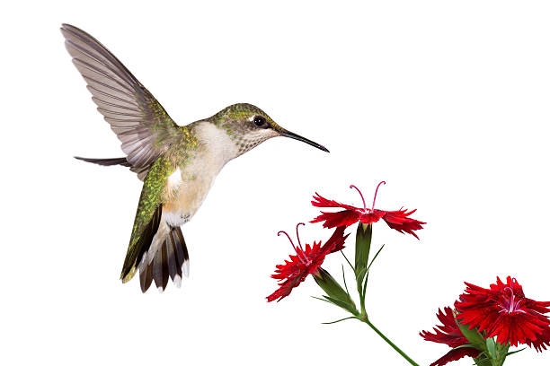 hummingbird and three dianthus wings frozen a hummingbird spreads her tail over three red dianthus; white background hummingbird stock pictures, royalty-free photos & images