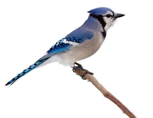 profile of a bluejay as it proudly perches on branch surveying the backyard. bluejay is isolated on a white background