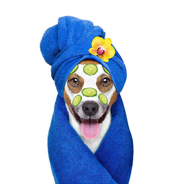 istock wellness beauty mask  spa  dog 621138236
