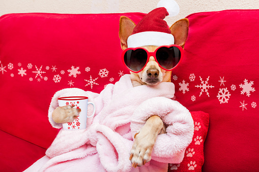 spa para perros bienestar vacaciones de Navidad photo