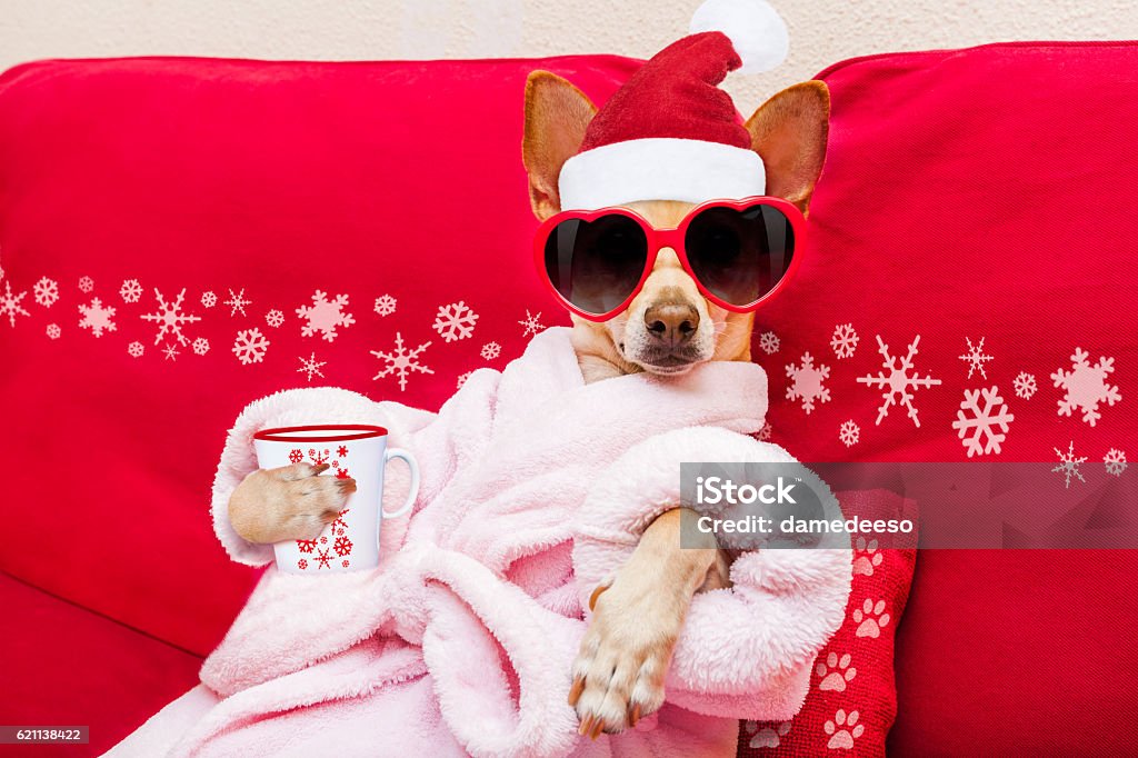chien spa bien-être vacances de Noël - Photo de Noël libre de droits
