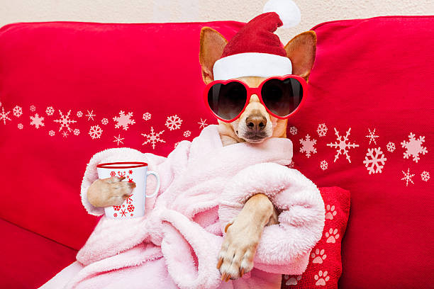 dog spa wellness christmas holidays chihuahua dog relaxing  and lying, in   spa wellness center ,wearing a  bathrobe and funny sunglasses, drinking mug cup of coffee or tea chihuahua dog photos stock pictures, royalty-free photos & images
