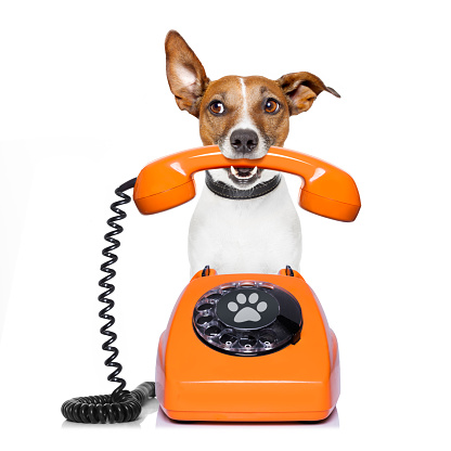 Jack russell dog with glasses as secretary or operator with red old  dial telephone or retro classic phone