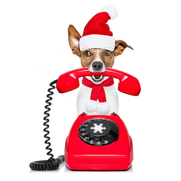 Photo of dog on the phone christmas santa hat
