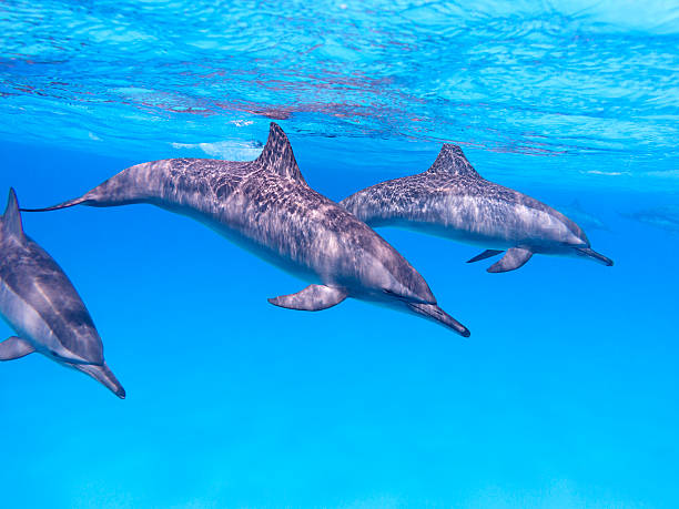 istock Group of dolphins in tropical sea, underwater 621138976