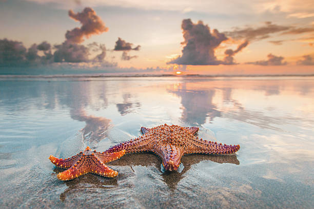due stelle marine sulla spiaggia - stella di mare foto e immagini stock
