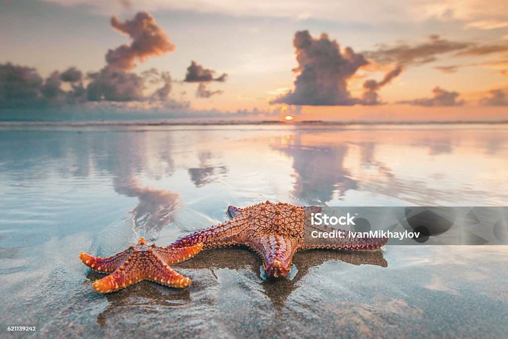Two starfish on beach Two starfish on sea beach at sunset, Bali, Seminyak, Double six beach Starfish Stock Photo