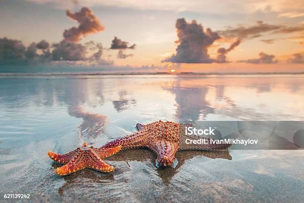 Two Starfish On Beach Stock Photo - Download Image Now - Starfish, Beach, Coastline