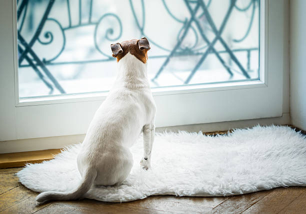 istock dog thinking and watching and hoping 621139646
