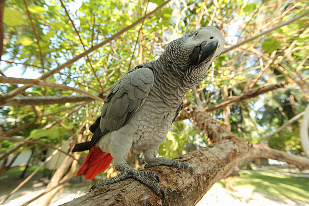 papagaio cinza africano sentado em um galho de árvore - african grey parrot - fotografias e filmes do acervo