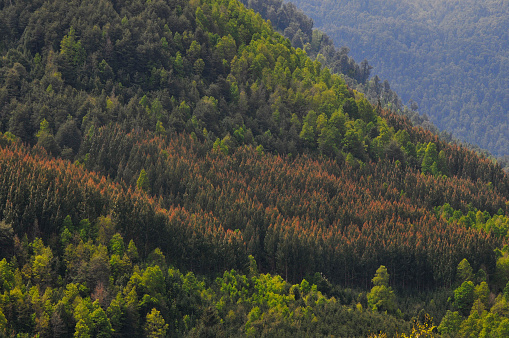 eucalyptus forests between the Andes mountain native forest