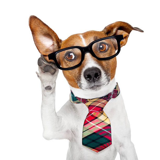 istock dog on the phone 621140536